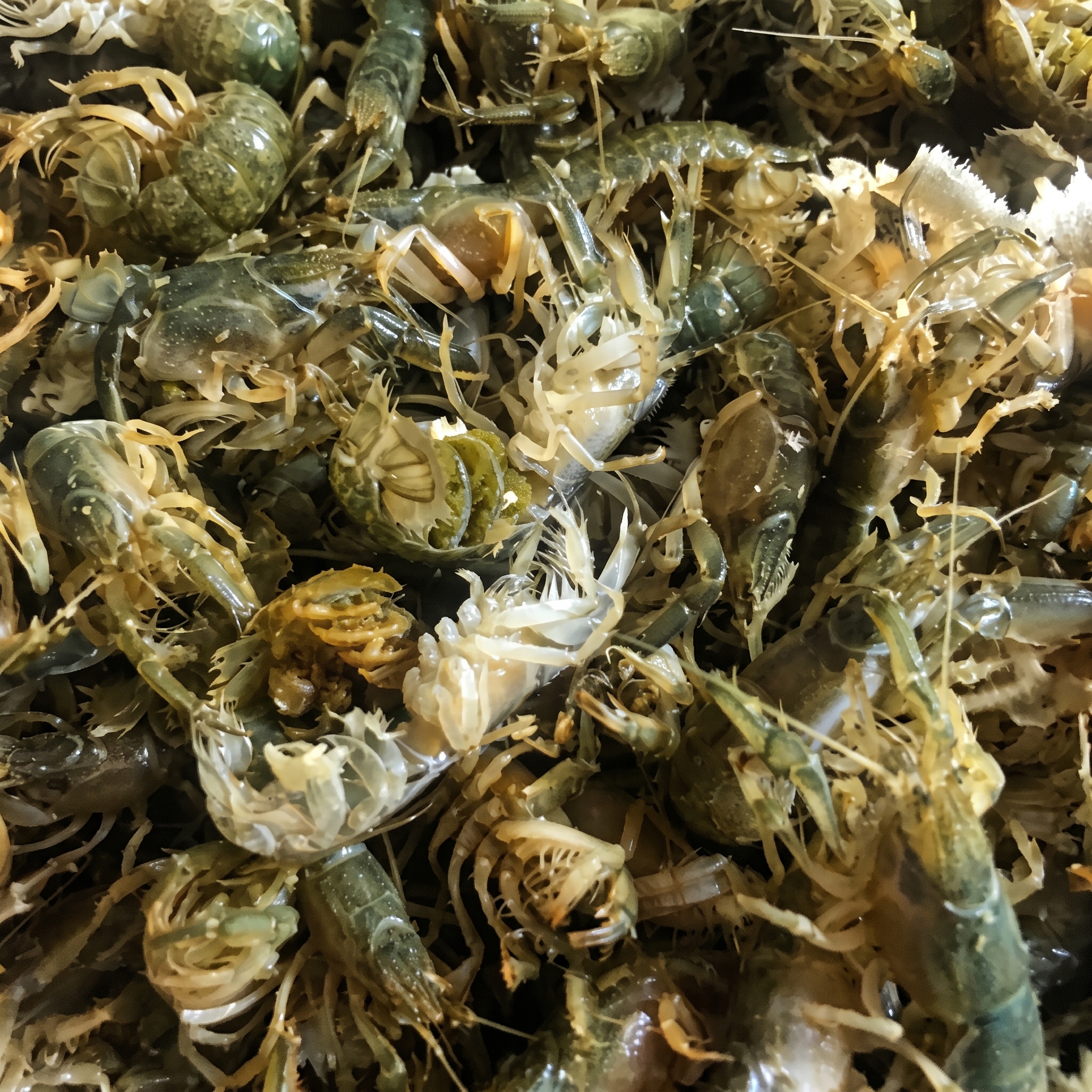 Canlı Mamun (250 gr)